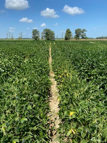 taproot decline screening trial with inoculationjpg